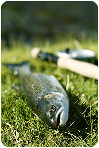 salmon.jpg