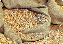 grain-316789.jpg