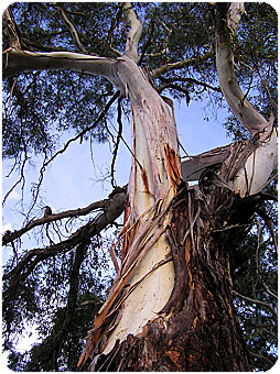 eucalyptus_tree.jpg