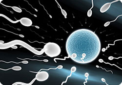 sperms-bs1472476.jpg