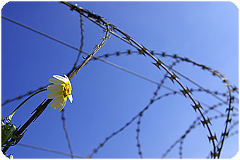 barbed_wire_fence.jpg