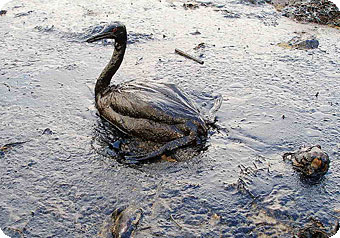 oil-spill.jpg